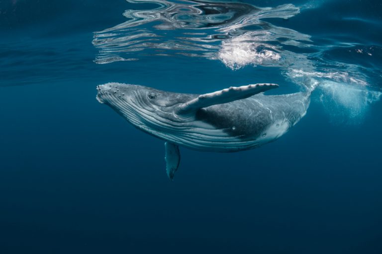 13 ungewöhnliche Entdeckungen, die Taucher gemacht haben - Wundaba