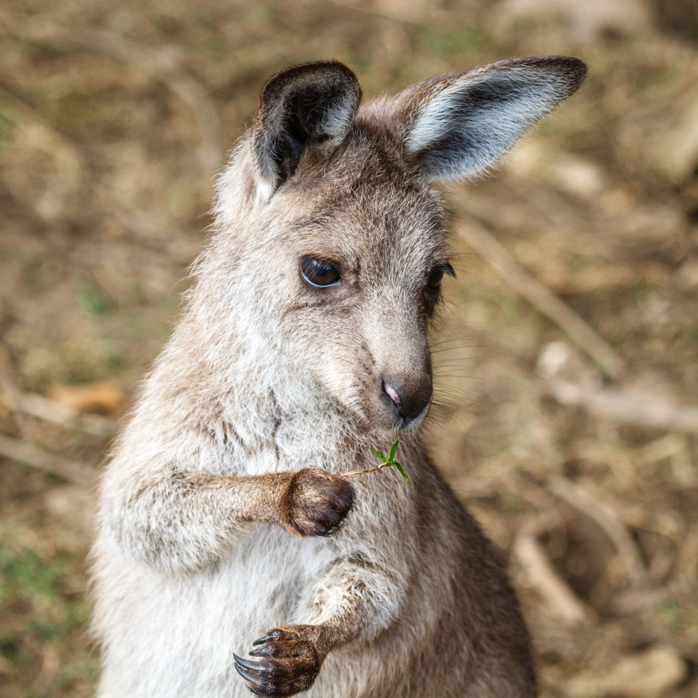 Diese 11 Tierbabyfotos sind unglaublich süß - Wundaba